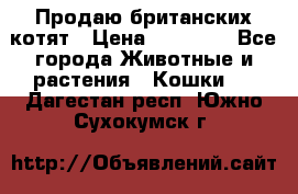 Продаю британских котят › Цена ­ 30 000 - Все города Животные и растения » Кошки   . Дагестан респ.,Южно-Сухокумск г.